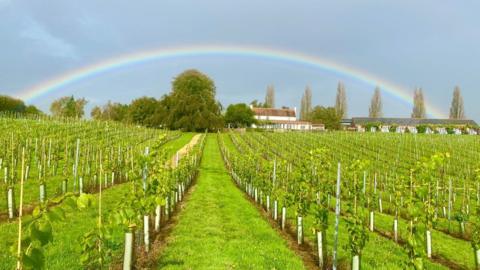 A rainbow going over the top of the vineyard with rows of grapes going