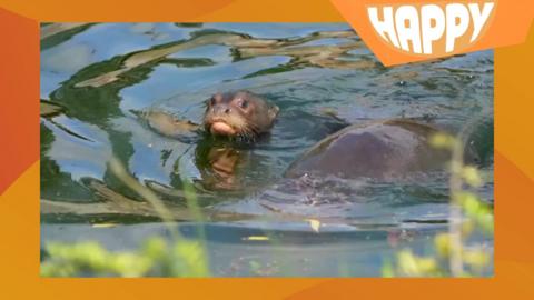 An otter