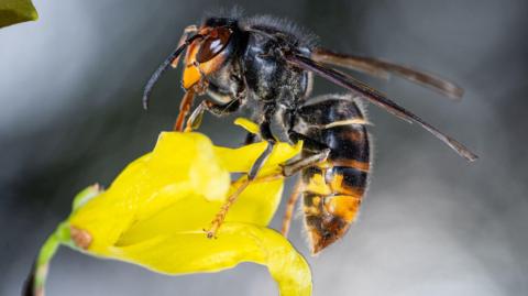 An Asian hornet is sitting on a bright yellow flower. It has an orange face with large brown eyes. Its thorax is covered in thick orange and black stripes. The top of its legs are black and the rest yellow.