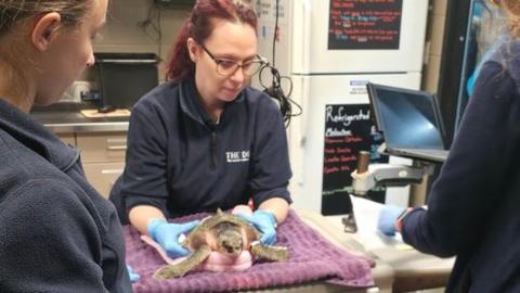 A woman has blue plastic gloves and is handling a turtle which is resting on towels on a table. Two assistants stand either side of her on the other side of the table.