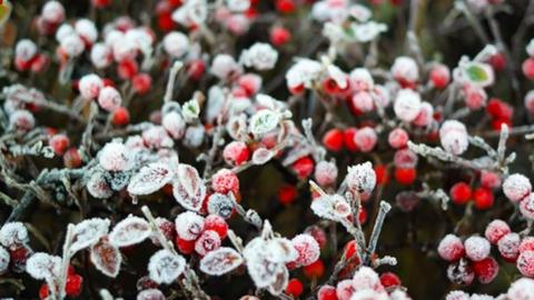 A festive-looking dusting frost on red berries in Accrington, Lancashire.