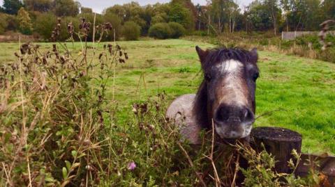 A horse looks over a fence at the camera.The horse has dark brown hair with a faint white stripe down the middle of its face. It is in a green field with trees in the distance.