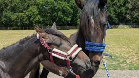 Two brown horses rub noses. 