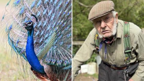 A generic image of a male peacock with its features fanned out. The other image of the right is of a farmer. He is grimacing at the camera. He wears a flatcap with a green shirt, green braces and grey trousers.