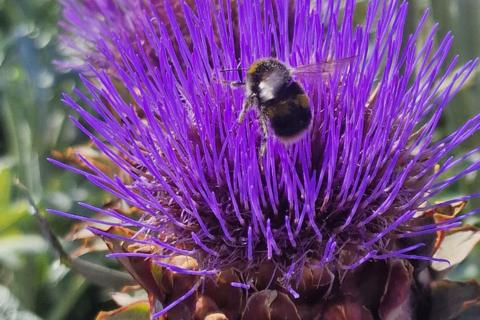 A bumble bee looks to land on a purple artichoke flower