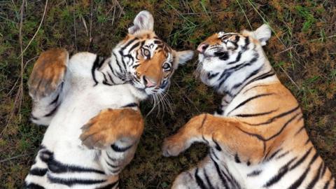 'Asa' and 'Bune' - two cubs belonging to tigress named locally as 'Goma. rolling on the grass