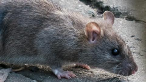 Generic image of a rat