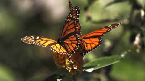 Monarch butterflies in California - archive picture