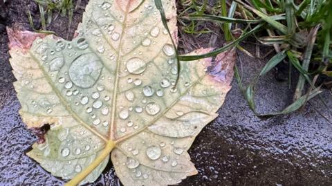 A close-up of a leaf dominates the picture. It has drops of water on the leaf in an autumnal scene. The ground and grass behind the leaf are wet with rain