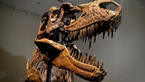 The skull of a Gorgosaurus dinosaur skeleton auctioned by Sotheby's in New York