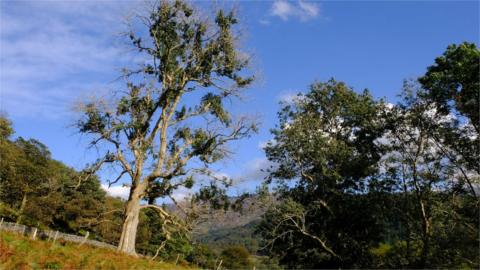 Tree with ash dieback