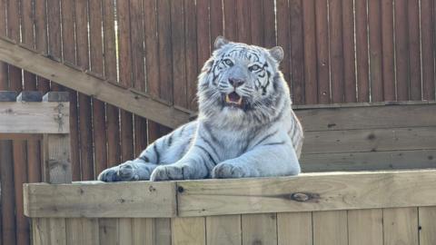 Aleks the white tiger sits on a wooden block basking in the sun. His teeth are exposed as he looks to camera looking relaxed.
