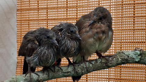 Three blue-eyed ground doves