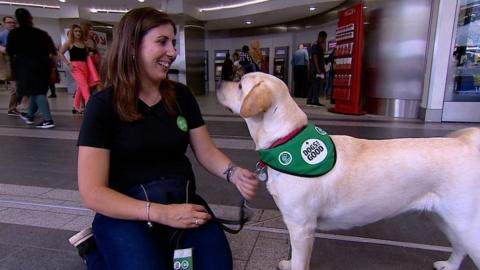 Dog in training at New Street station.