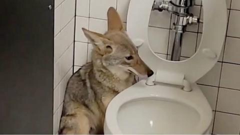 Coyote sat next to a toilet