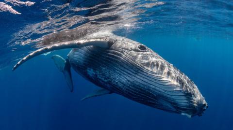 Humpback whale swimming in the water. 