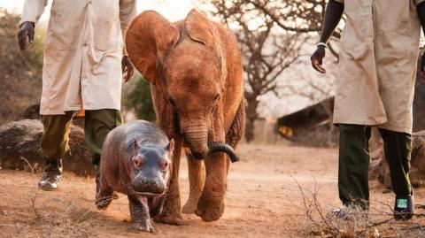 Bumpy and Wangalla having fun