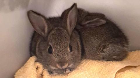 Two bunnies sitting on a beige towel inside a container.