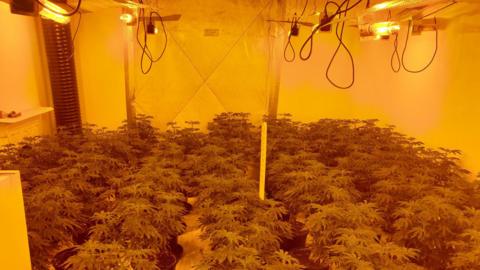 A room with dozens of cannabis plants growing on the floor, there are bright orange lights above them.