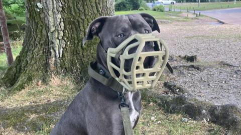 Blue is a dark grey XL bully, with a white stripe on his chest. He has pale green eyes. He is wearing a large light green muzzle and has a dark green collar and lead on. He is sat next to a tree. 