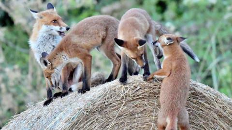 Four foxes on top of a hay bale, one is jumping up, another two are kneeling down and a vixen is to the left, looking at them. 