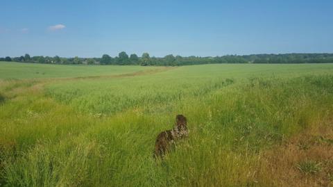 A large empty plot of land, there is a brown dog standing on it. 