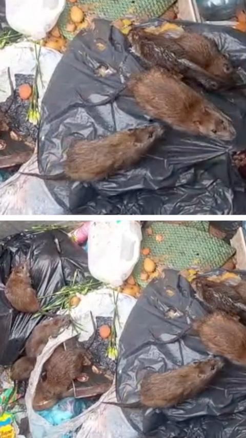  The image is a split screen. The top and bottom picture depict several brown rats in a rubbish bin surrounded by food waste and black plastic bags. In each image the rats are in slightly different positions.