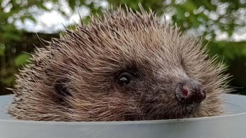 A close up of a hedgehog with its head sticking out from the top of a plastic container