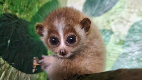 Pygmy Slow Loris 