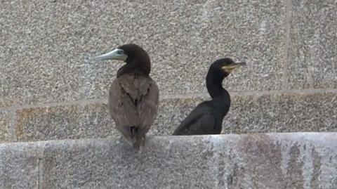 Brown booby bird