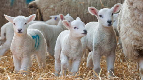 Lambs in a shed