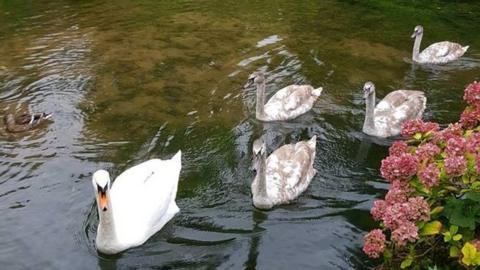 Wynn and four of her cygnets