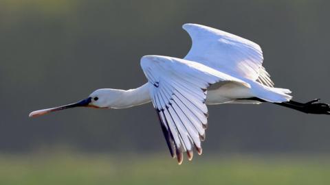 A flying spoonbill