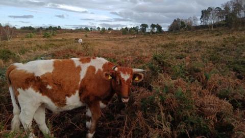 A photo of a tan and white grazing cow among heathland. It has horns and an ear tag.