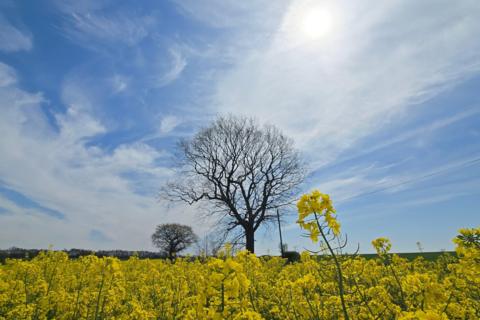 Yellow flower field beneath a sunny blue sky, with a lone bare tree.