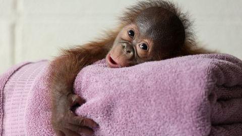 Baby orangutan