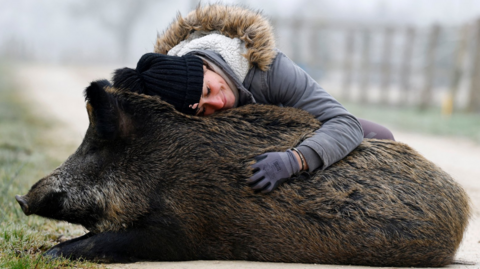 Elodie Cappe hugs "Rillette", a wild boar she rescued as a piglet in 2023, sitting on the ground