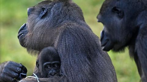 A baby gorilla is hugging into a mother gorilla. A third gorilla is standing nearby.