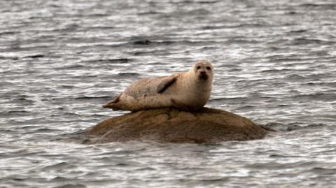 A seal lying on a rock in water, with hillside in the distance.