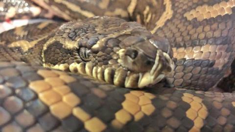 A close-up of Nike the carpet python