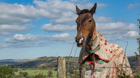 A brown horse covered with a beige rug with green straps looks into the camera on a hill. Behind it other hills can be seen, under a blue sky with white clouds.