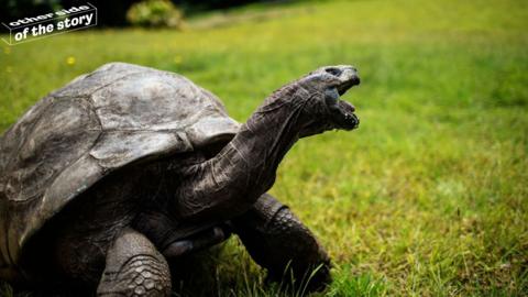 Jonathan the world's oldest tortoise