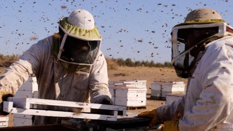 Californian beekeeper