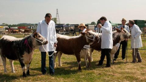 Cattle at the county show