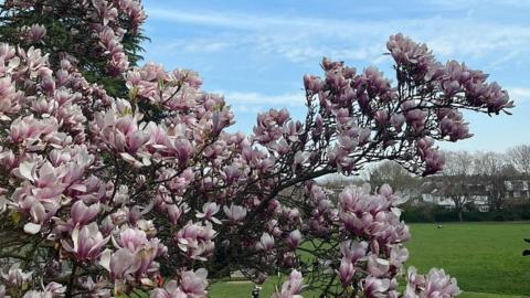 Pink blossom in the foreground of a green field and blue sky.