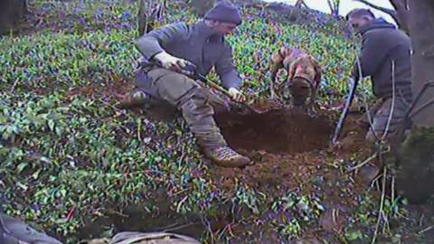 The men are caught on camera digging for badgers with dogs
