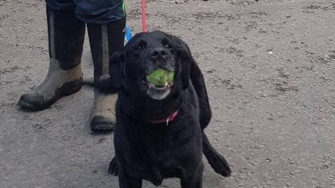 Shelley the Labrador