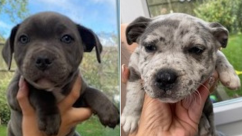 Two images side by side of a staffordshire bull terriers, one dark brown, on the left and a white puppy with black plots on the right.