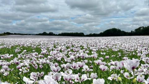 Field of white poppies 