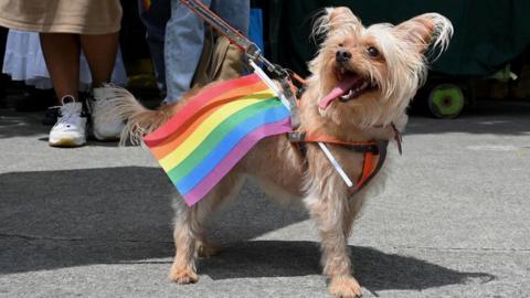 A dog standing with a pride flag tucked into its harness